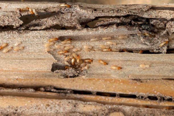 Best Pest Control Near Me  in Bay Park, NY