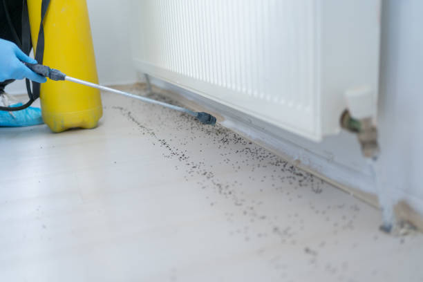 Flea Control Services in Bay Park, NY