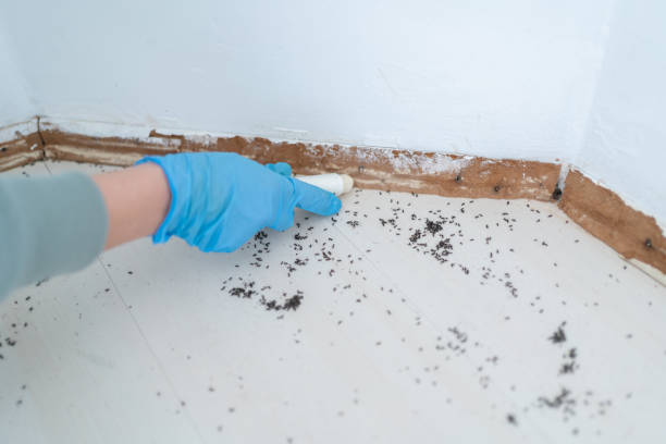 Wasp Removal Services in Bay Park, NY
